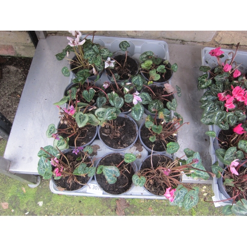 3019 - 12 Mini Cyclamen