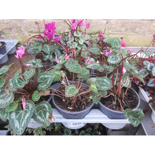3020 - 12 Mini Cyclamen