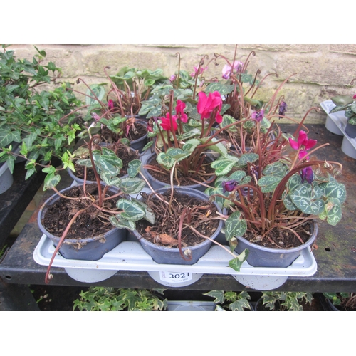 3021 - 12 Mini Cyclamen