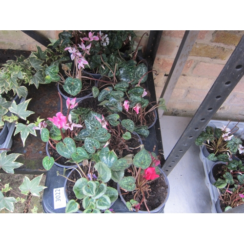 3022 - 12 Mini Cyclamen