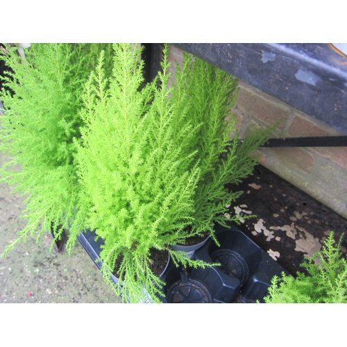 3028 - 2 Cupressus Gold Crest