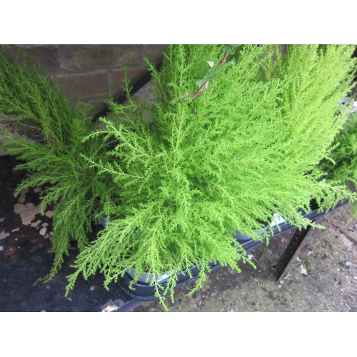 3029 - 2 Cupressus Gold Crest