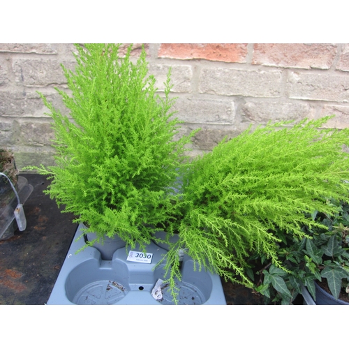3030 - 2 Cupressus Gold Crest