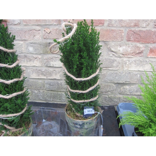 3031 - Ellwoodii With LED lights