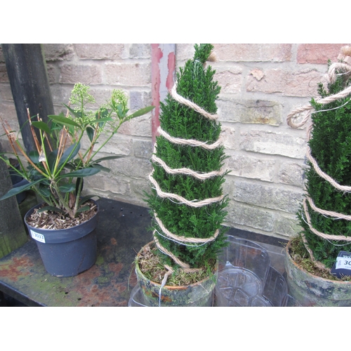 3032 - Ellwoodii With LED lights