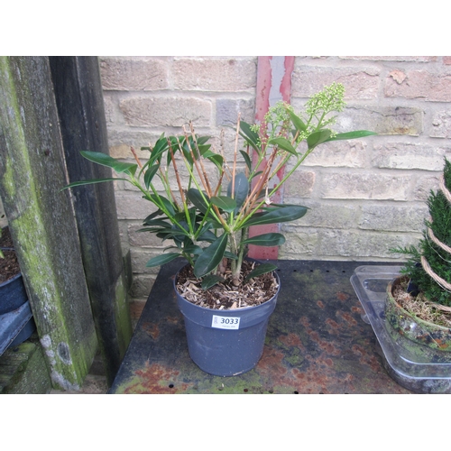 3033 - Green Skimmia