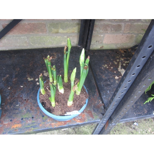 3034 - Narcissus Soleil D'or Bowl