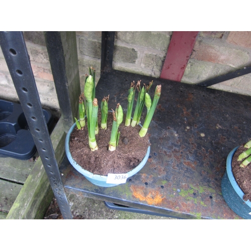 3036 - Narcissus Soleil D'or Bowl