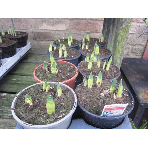 3037 - 8 Narcisuss Bridal Crown