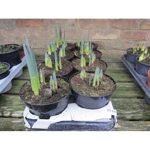 3038 - 8 Daffodills Golden Harvest