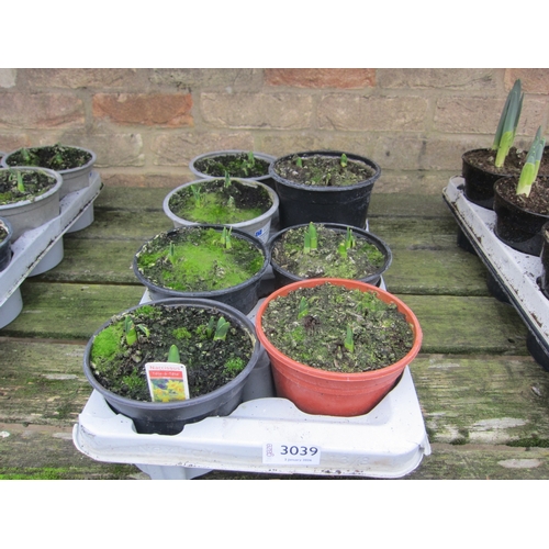 3039 - 8 Narcissus Tete a Tete