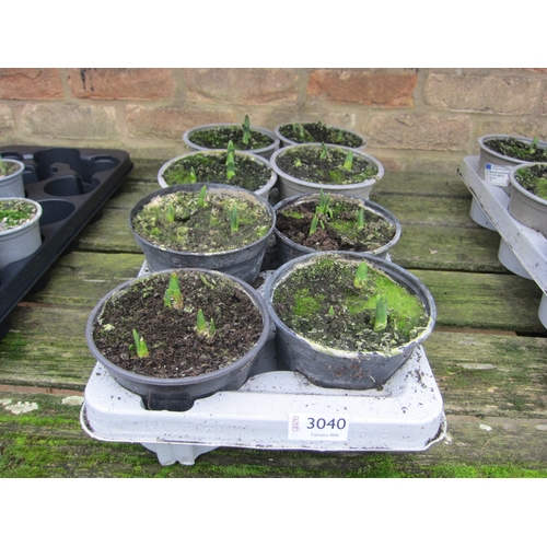 3040 - 8 Narcissus Tete a Tete