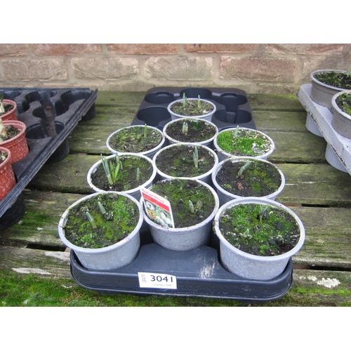 3041 - 10 Snowdrops