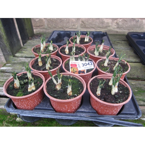 3042 - 10 Yellow Crocus