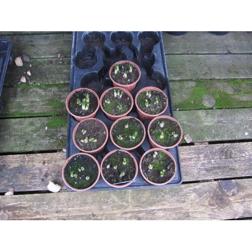 3043 - 10 Ruby Giant Crocus