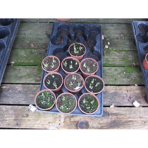 3044 - 10 White Crocus