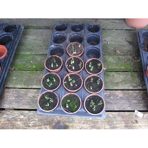 3045 - 10 Striped Crocus