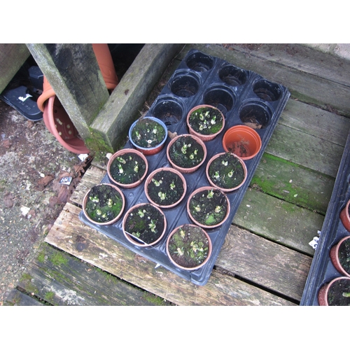 3046 - 10 Blue Crocus