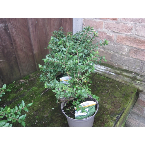 3047 - 3 Lonicera Pileata