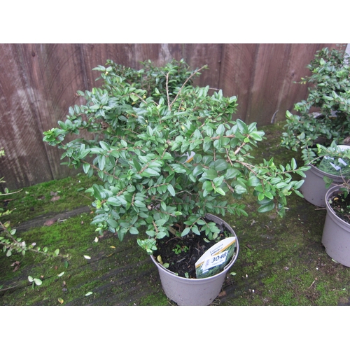 3048 - 3 Lonicera Pileata