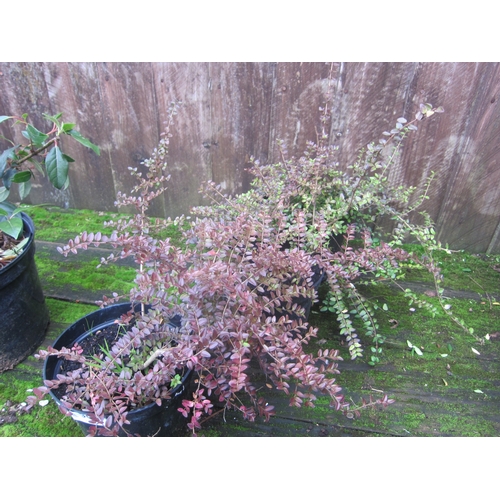 3049 - 3 Lonicera Nitida