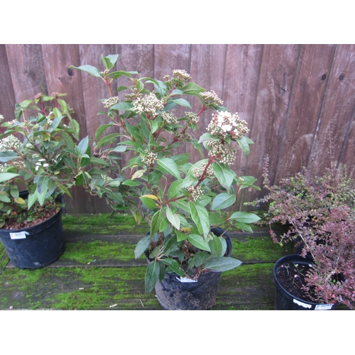 3050 - Viburnham Tinus