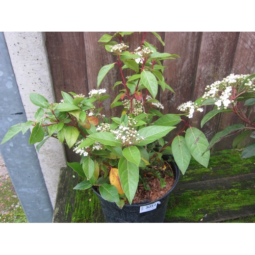 3051 - Viburnham Tinus