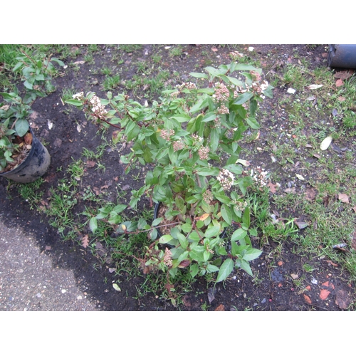 3052 - Viburnham Tinus