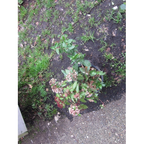 3053 - Viburnham Tinus