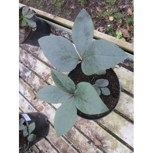 3055 - Hellebourus 'Star of Love'