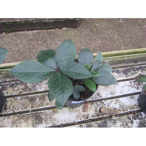 3056 - Hellebourus 'Star of Love'