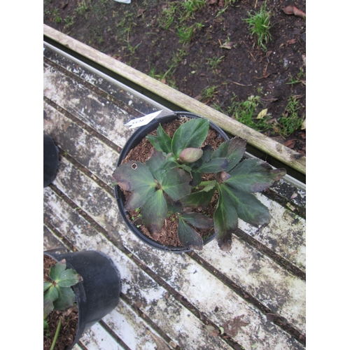 3057 - Hellebourus 'Strawberry Moon'