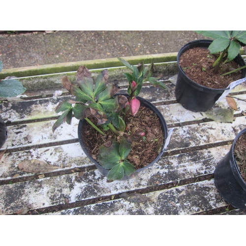 3058 - Hellebourus 'Strawberry Moon'