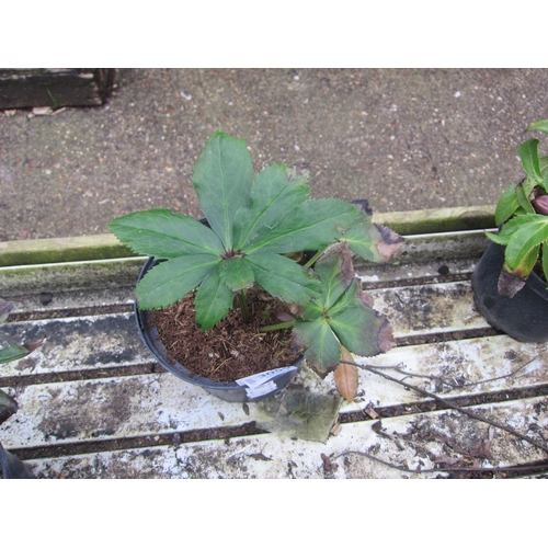 3059 - Hellebourus 'Strawberry Moon'