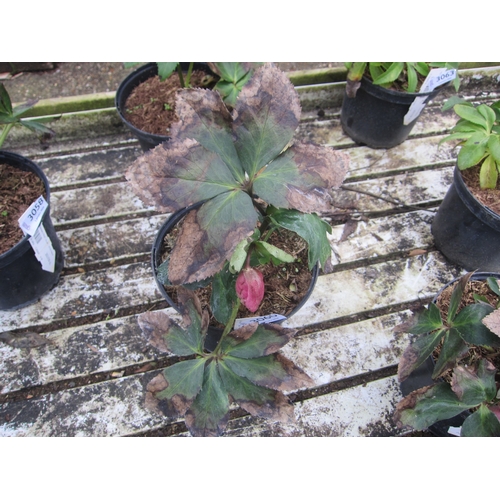 3060 - Hellebourus 'Strawberry Moon'