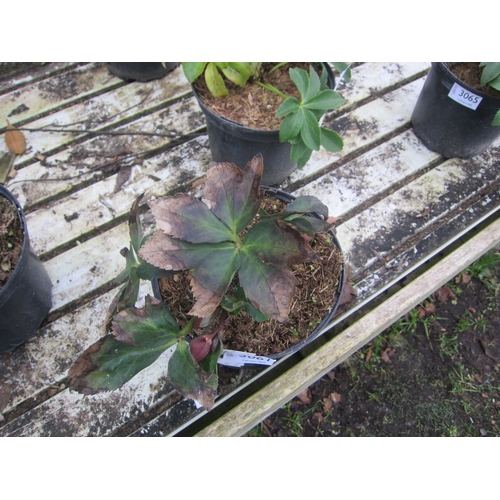 3061 - Hellebourus 'Strawberry Moon'