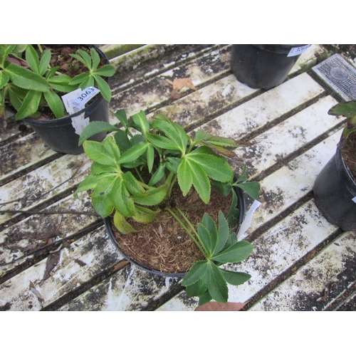 3062 - Hellebourus Bijoux