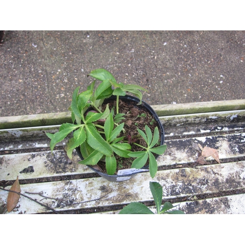 3063 - Hellebourus Bijoux