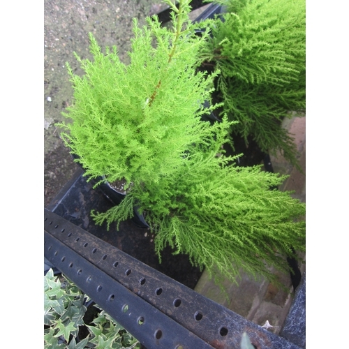 3027 - 2 Cypresses Gold Crest