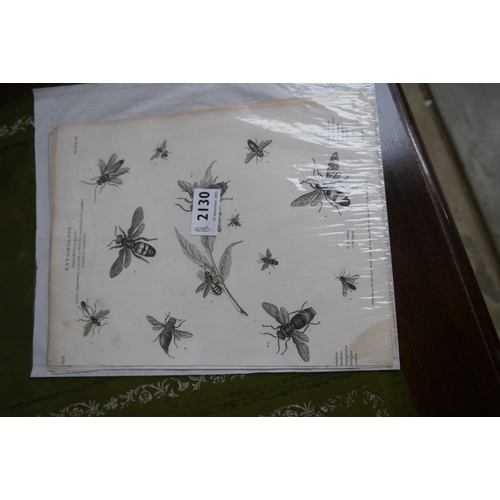 2045 - Four Georgian black and white prints of bugs and beetles - Entomology