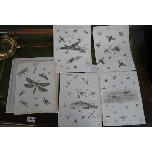 2045 - Four Georgian black and white prints of bugs and beetles - Entomology
