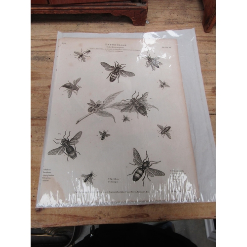 2045 - Four Georgian black and white prints of bugs and beetles - Entomology