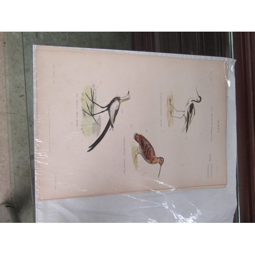 2056 - Four 19th Century hand coloured prints of wading birds by Lowry