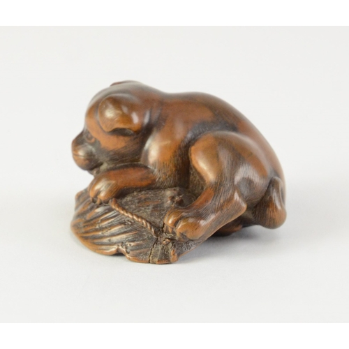 9055 - MASANAO- a carved wooden netsuke of a dog gnawing on a shell, signed to shell, a/f

4cm wide, 4.5cm ... 