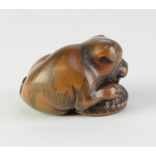 9055 - MASANAO- a carved wooden netsuke of a dog gnawing on a shell, signed to shell, a/f

4cm wide, 4.5cm ... 