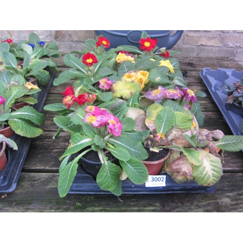 3002 - 18 Primula