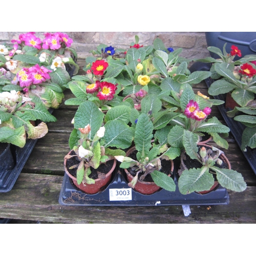 3003 - 18 Primula