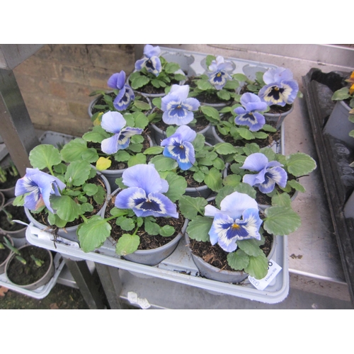 3008 - 12 Pansy pot