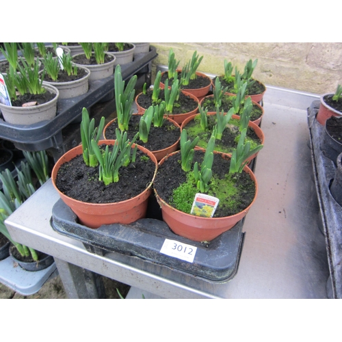 3012 - 8 Narcissus 