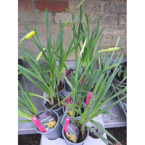 3014 - 8 Narcissus February Gold